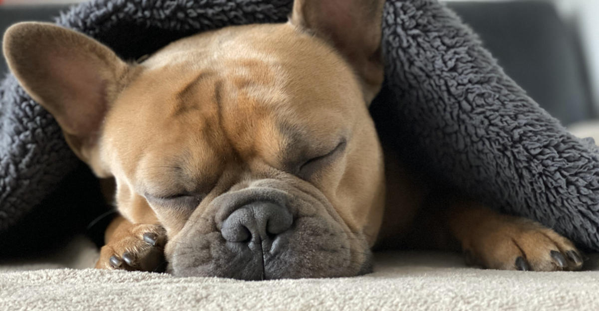 Französische Bulldogge Anhänger mit Glasaugen 925 Sterling Silber